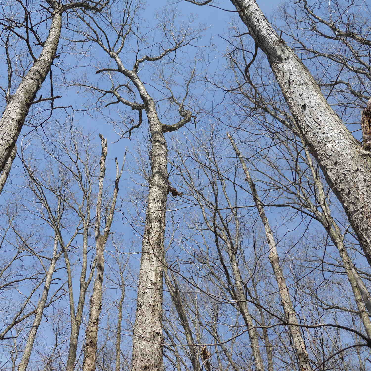 dead oak trees caused by overcrowding