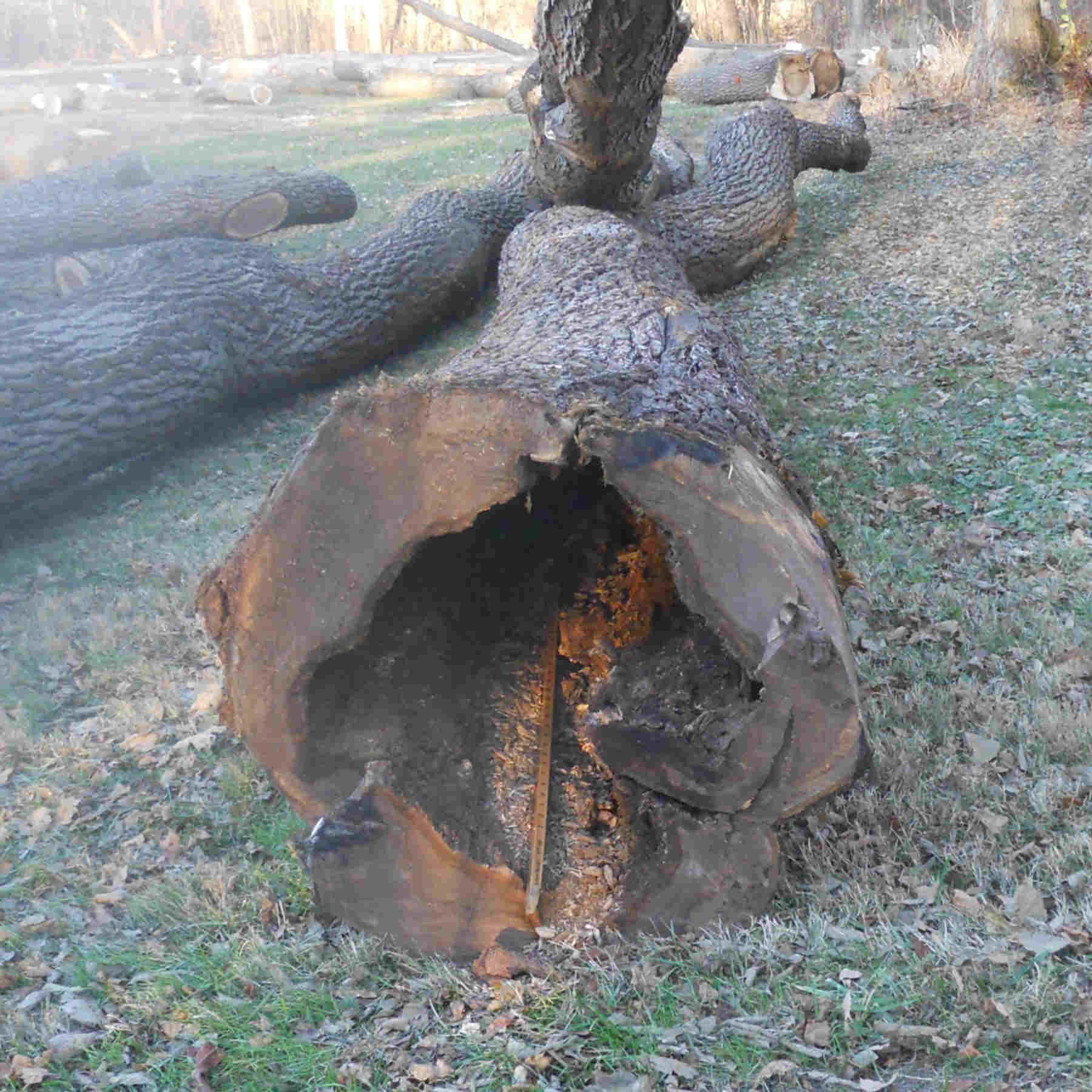 a hollow damaged log salvaged during a timber harvest
